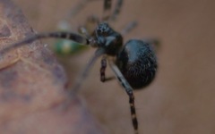 Theridiidae