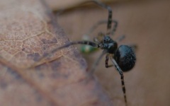 Theridiidae