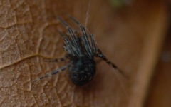 Theridiidae