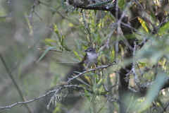 Myiothlypis leucoblephara