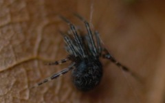 Theridiidae