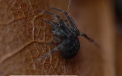 Theridiidae