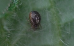 Zygiellinae