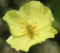 Papaver lapponicum