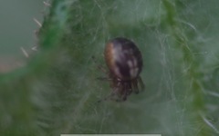 Zygiellinae