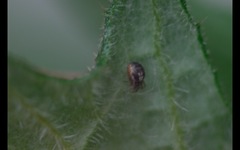 Zygiellinae