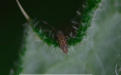 Entomobrya intermedia