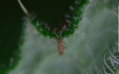 Entomobrya intermedia