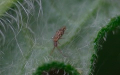 Entomobrya intermedia