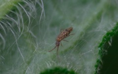 Entomobrya intermedia