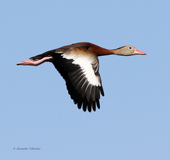 Dendrocygna autumnalis