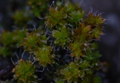 Syntrichia