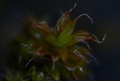 Syntrichia