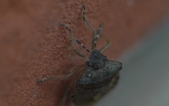 Dolycoris baccarum