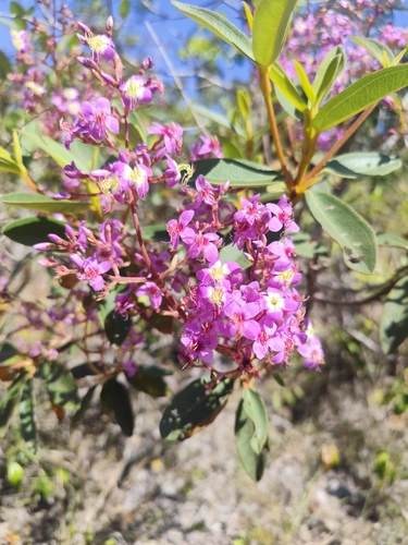 Macairea radula