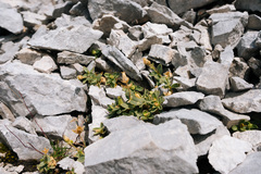 Cerastium latifolium