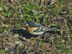 Fringilla montifringilla