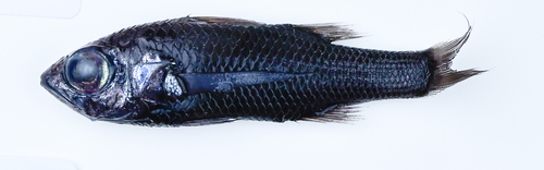 Sherborn's pelagic bass (Howella sherborni) — Howellidae — 2