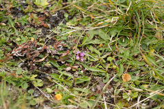 Thymus praecox polytrichus