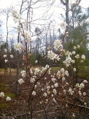 Amelanchier × lamarckii