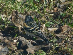 Fringilla montifringilla