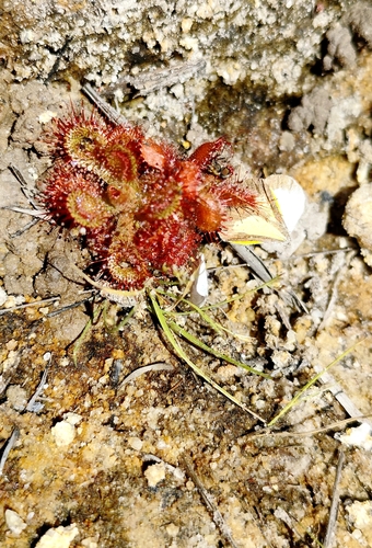 Tooth Sundew