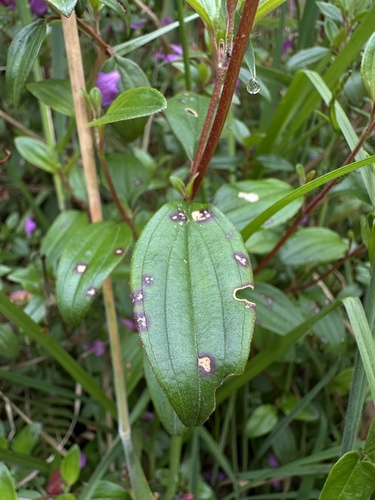 Monochaetum myrtoideum, photograph 6
