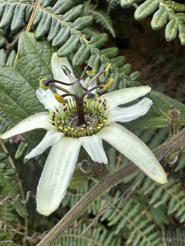 Passiflora bogotensis, photograph 4