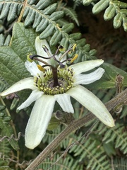 Passiflora bogotensis, photograph (c) Nicolás Baresch Uribe, some rights reserved (CC BY)