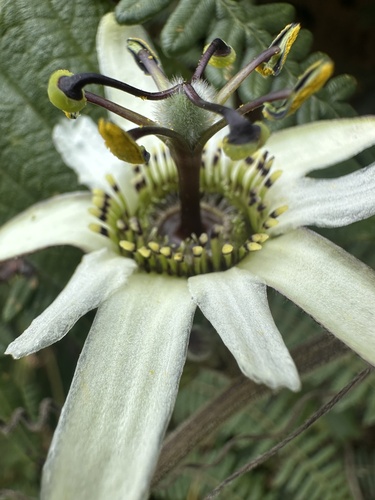 Passiflora bogotensis, photograph 3