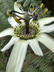 Passiflora bogotensis, photograph (c) Nicolás Baresch Uribe, some rights reserved (CC BY)