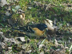 Fringilla montifringilla