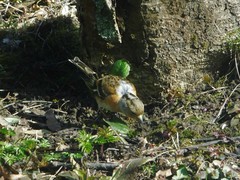 Fringilla montifringilla