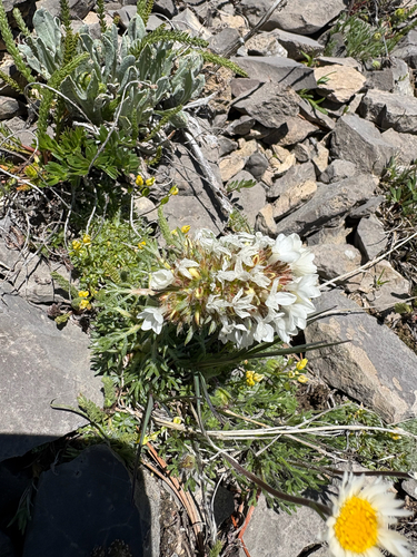 Ipomopsis spicata, photograph 1