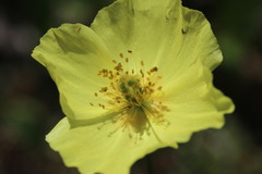 Papaver lapponicum