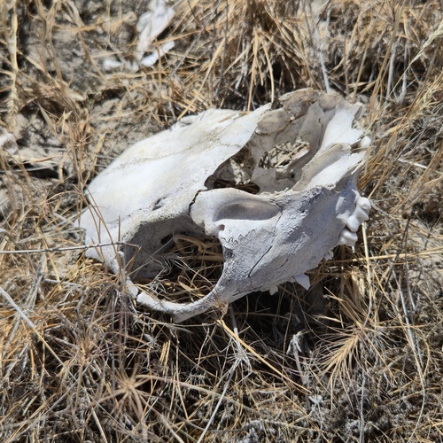 Mule Deer