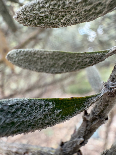 Acacia lanuginophylla