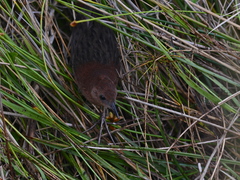 Slender-Billed Flufftail photo 1
