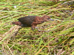 Slender-Billed Flufftail photo 2
