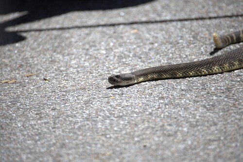 iNaturalist observation photo of Northern Pacific Rattlesnake