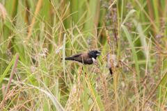 Magpie Mannikin photo 2