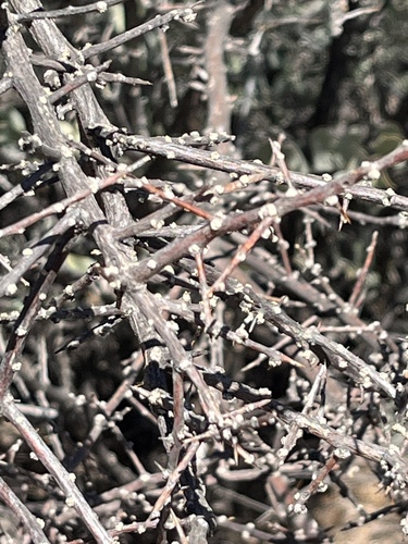 Spiny Greasebush