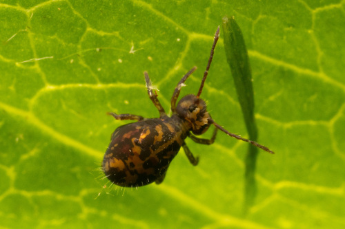 Dicyrtomina Ornata