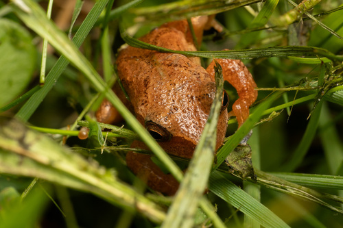 Spring Peeper