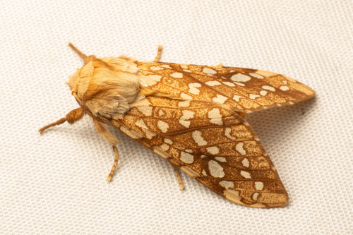 Hickory Tussock Moth