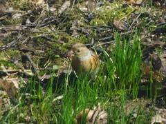 Fringilla montifringilla