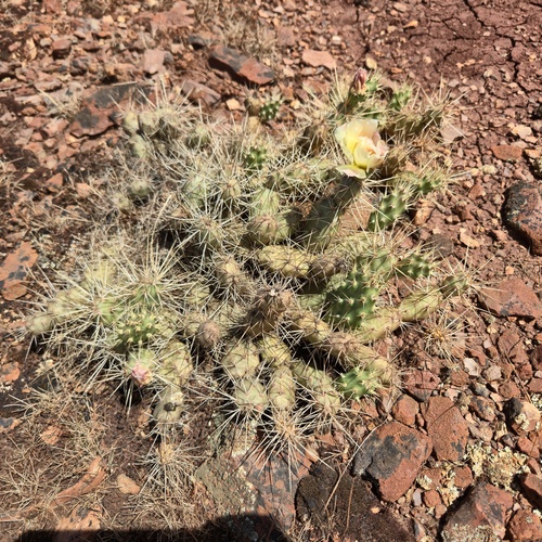 Brittle Pricklypear