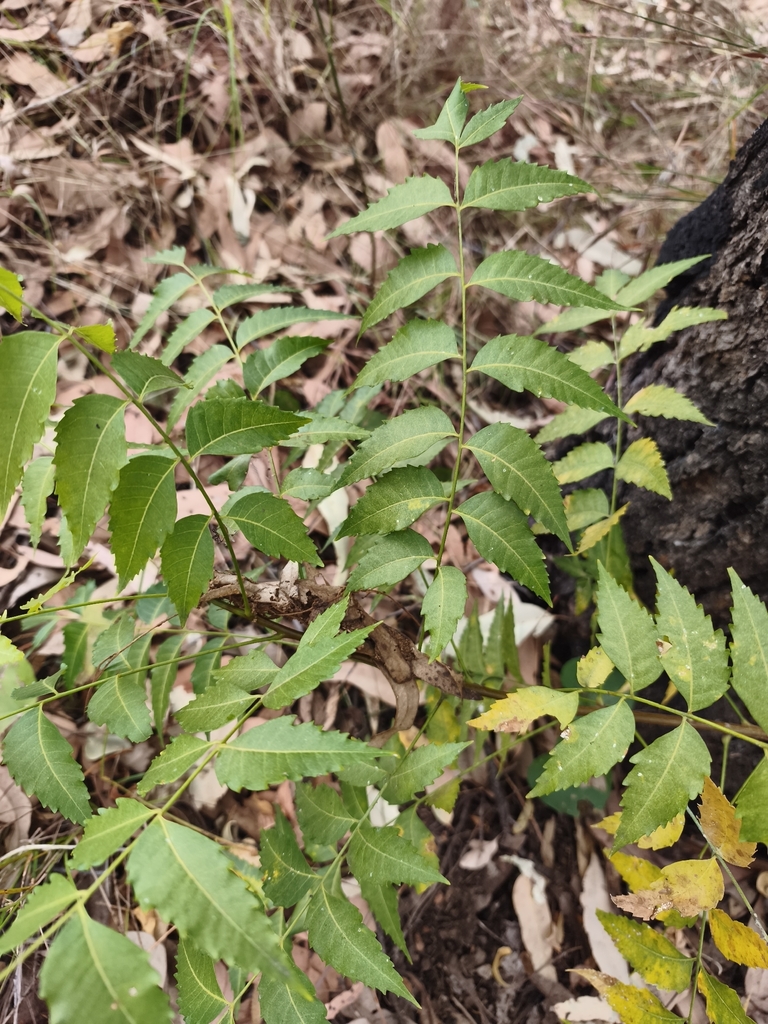 Azadirachta indica, Reid River QLD 4816, Australia