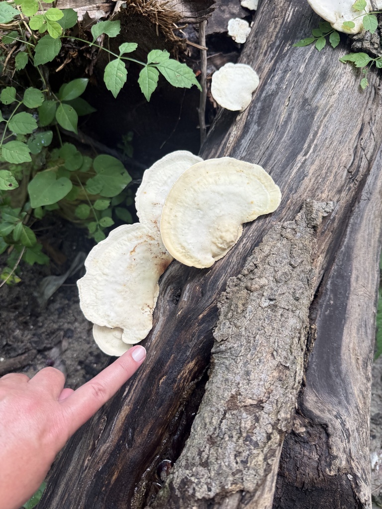 Trametes aesculi · June 2026 · photo: Photo: (c) ashleyrsteel, some rights reserved (CC BY) · iNaturalist