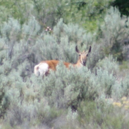 Pronghorn